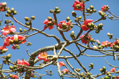 Bombax ceiba